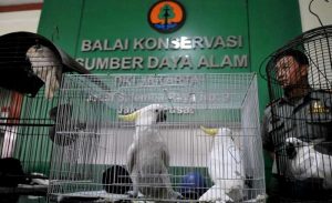 Daftar Alamat Kantor BKSDA di Seluruh Indonesia (kukangku.id)