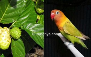 Daun Mengkudu untuk Burung Lovebird (doktersehat.com)