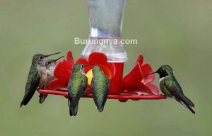 Jenis Madu Kolibri yang Masuk Daftar Burung Dilindungi (ramcquade.com)