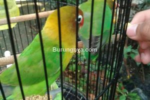 Makanan Burung Lovebird biar Gacor dan Tips Perawatan (pamankicau.com)
