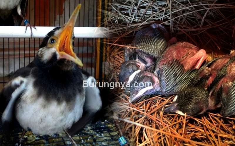 Tips Ternak Burung Jalak Suren untuk Pemula (youtube.com)