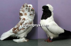 Jenis Burung Merpati Hias (viola.bz)