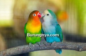 Jenis Lovebird di Seluruh Dunia Kategori Suara dan Warna (chewy.com)