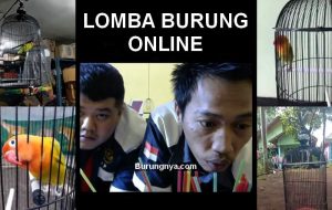 Lomba Burung Online (youtube.com-aaduki)