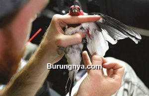 Tes DNA Burung Untuk Mengetahui Jenis Kelamin (toledoblade.com)
