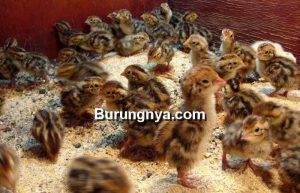 Cara Membuat Makanan Burung Puyuh Sendiri (quaility.com)