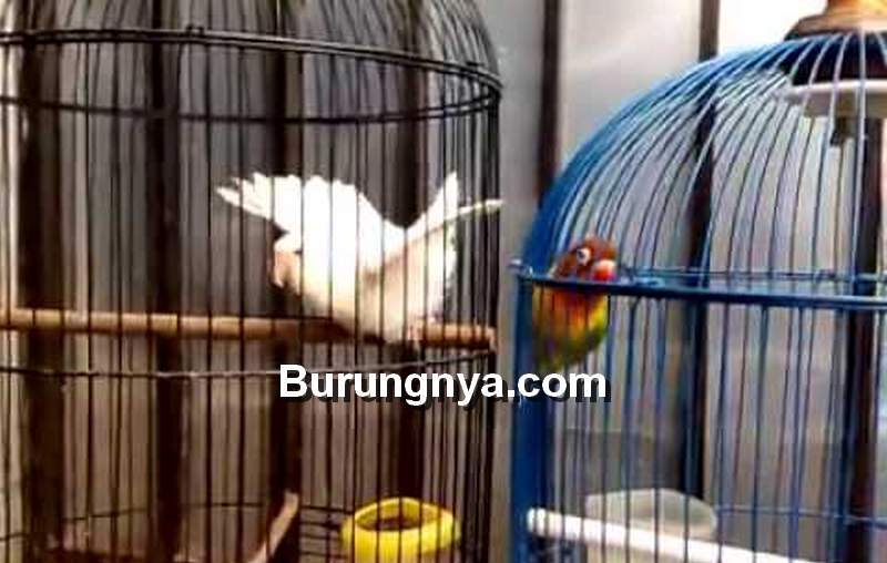 Lovebird Buka Sayap atau Ngablak karena Over Birahi (youtube.com)