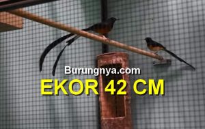 Murai Batu Ekor 42 Cm Terpanjang di Indonesia (youtube.com)