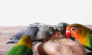 Burung Lovebird Jinak dengan Terapi Lapar (youtube.com)