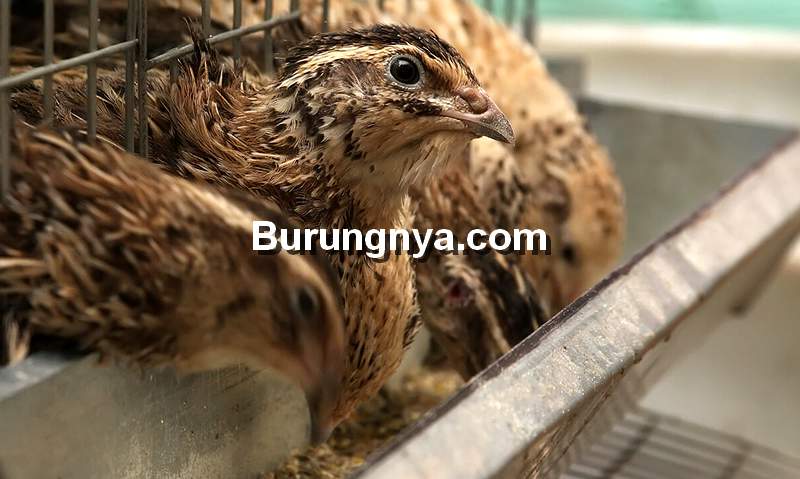 5 Merek Pakan Burung Puyuh Petelur Terpopuler di Jawa Timur - Burungnya.com