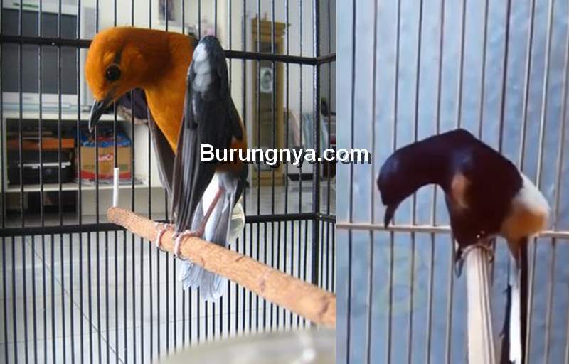 Cara Memaster Gaya Bertarung Burung Lain (youtube.com)