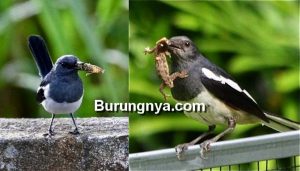 Daftar Makanan Burung Kacer agar Rajin Bunyi dan Gacor (pinterest.com)