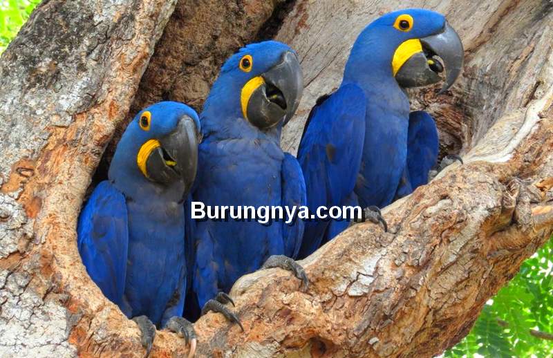 Burung Macaw Biru, Hyacinth Macaw, Blue Macaw (pinterest.com)