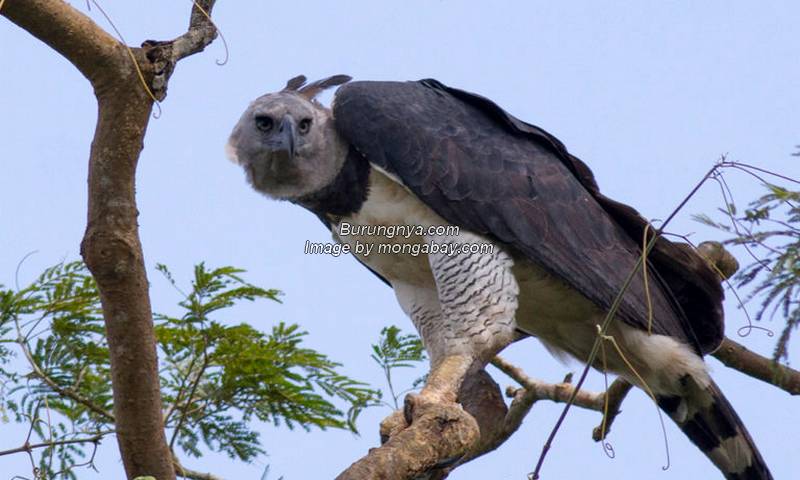 Burung Elang Terbesar Harpy Eagle