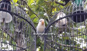 Cara Menangkap Burung yang Lepas dari Kandang (masbronur.blogspot.com)