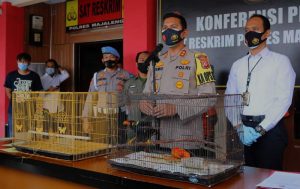 Jual Burung Dilindungi di Pinggir Jalan Ditangkap Polisi (ayobandung.com)