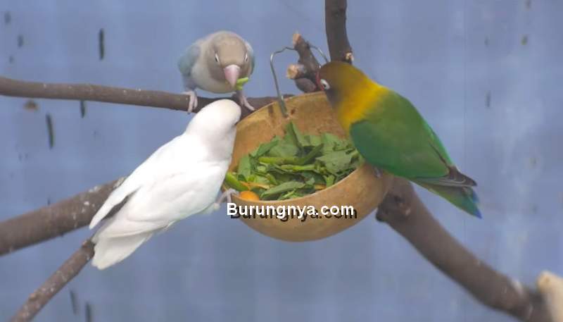 Makanan Burung Lovebird Extra Fooding (youtube.com)