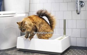 Cara Melatih Kucing Agar Tidak Buang Air Sembarangan (narcity.com)