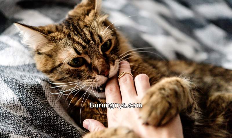 Cara Mengatasi Kucing Suka Menggigit (chewy.com)