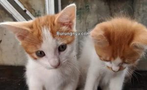 Cara Merawat Kucing Kampung (olx.co.id)