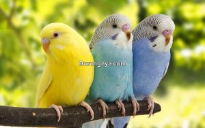 Cara Merawat Parkit untuk Pemula (exoticbirdstypes..com)