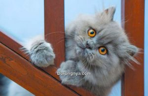 Fakta Menarik Kucing Persia (howstuffworks.com)