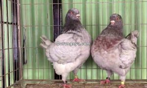 Jenis Burung Dara Pedaging (youtube.com)