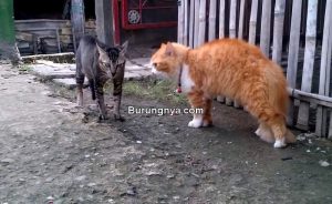 Jenis Kucing Kampung (youtube.com)