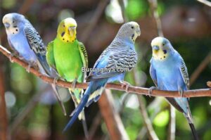Jenis dan Harga Burung Parkit Terbaru (thesprucepets.com)