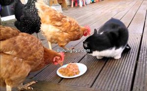 Kucing Makan Daging Ayam Boleh atau Tidak (youtube.com)