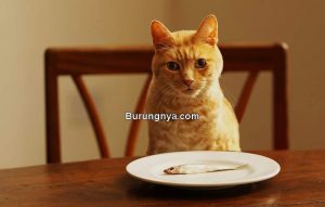 Kucing Tidak Mau Makan Ikan (webmd.com)