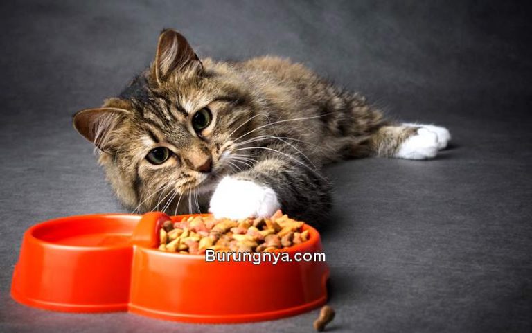 17 Cara Mengatasi Kucing Tidak Mau Makan dan Penyebabnya - Burungnya.com
