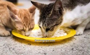 Makanan Kucing Kampung Jantan dan Betina (felineliving.net)