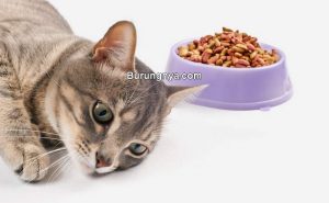 7 Makanan Untuk Kucing Sakit dan Cara Memberikan – Burungnya.com