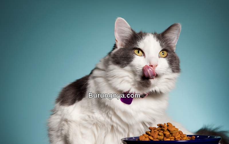 Makanan Kucing yang Bagus Merek dan Harga (lovetoknow.com)