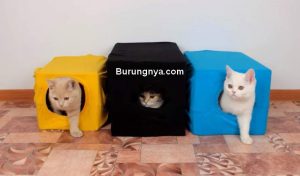 Rumah Kucing Simpel dari Kardus (youtube.com)