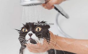 Cara Memandikan Kucing Galak (catster.com)