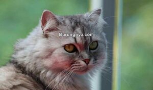 Cara Merawat Kucing Persia yang Benar (epicpetclub.com)