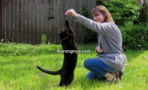Latihan Kucing Agar Datang Saat Dipanggil Namanya (oregonbusiness.com)