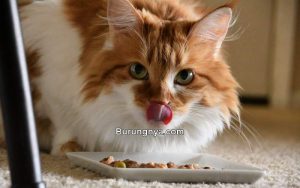 Merek Makanan Kucing yang Bagus dan Harga (webmd.com)