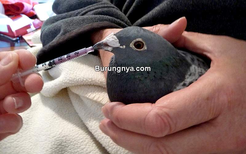 Perbedaan Penyakit Snot dan Ornithosis pada Merpati (pigeonracingpigeon.com)