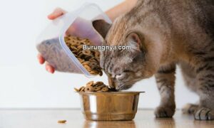 Takaran Makanan Kucing (kittentoob.com)