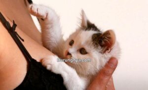 Cara Mengatasi Birahi Kucing Tanpa Kawin (newshub.co.nz)