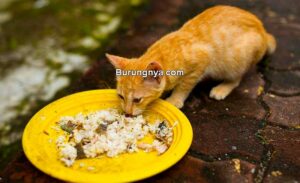 Apakah Kucing Boleh Makan Nasi (thehappycatsite.com)