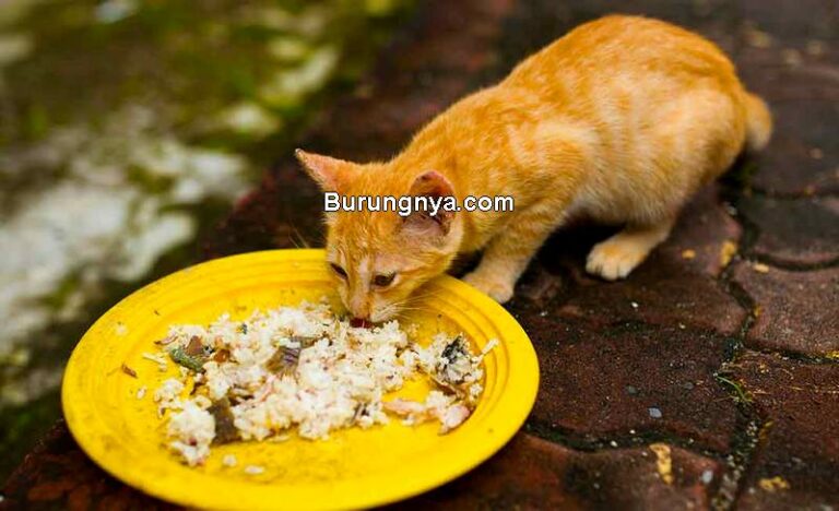 Bolehkah Kucing Makan Nasi dan Gimana Efeknya? – Burungnya.com
