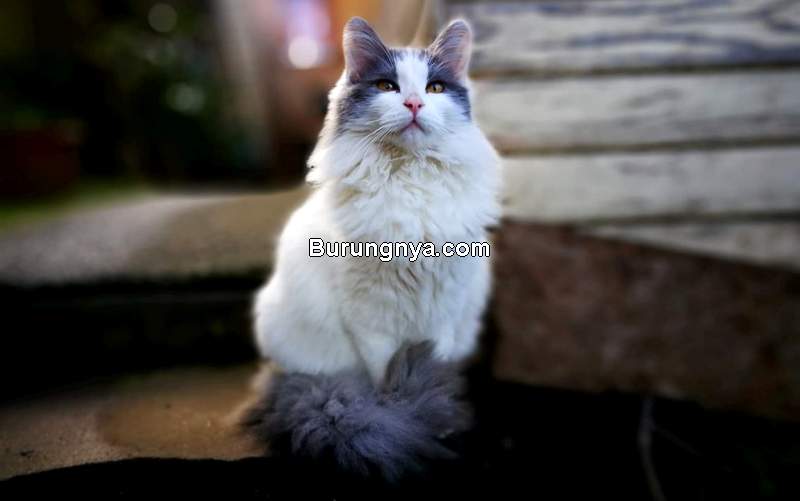 Harga Kucing Anggora (meowguide.com)