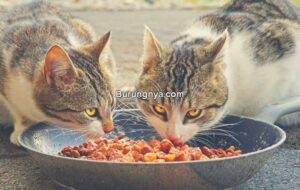 Harga Makanan Kucing Murah Meriah dan Mereknya (catlycat.com)