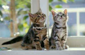 Kelamin Anak Kucing Jantan atau Betina (apurrfectcat.wordpress.com)