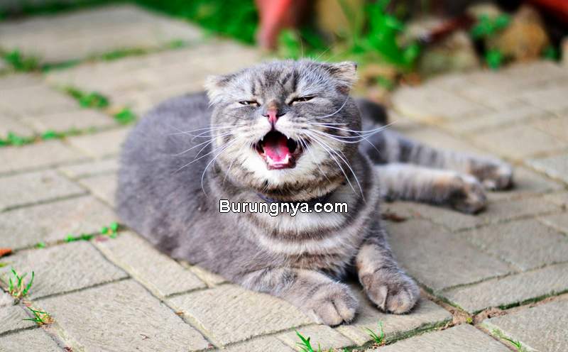 Kucing Sering Bersin (chewy.com)