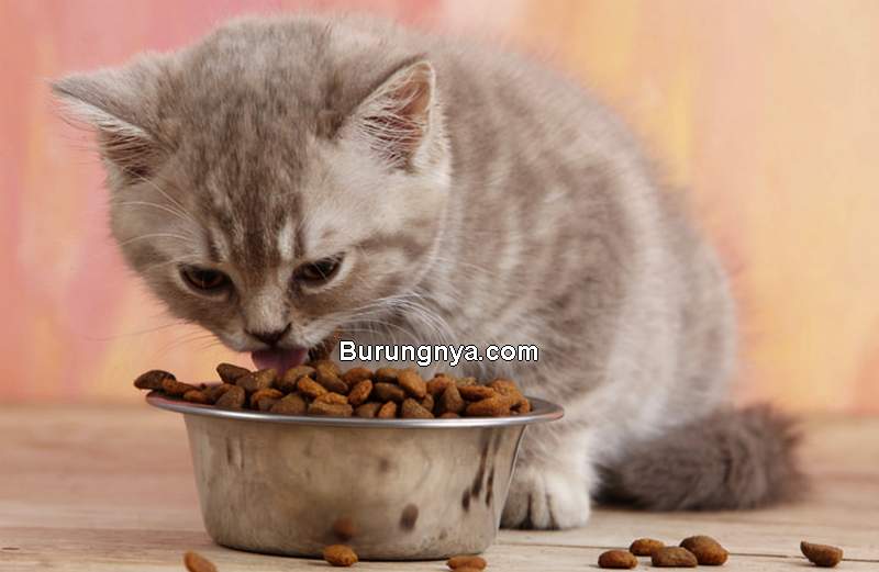 Makanan Kucing 2 Bulan Terbaik (chewy.com)